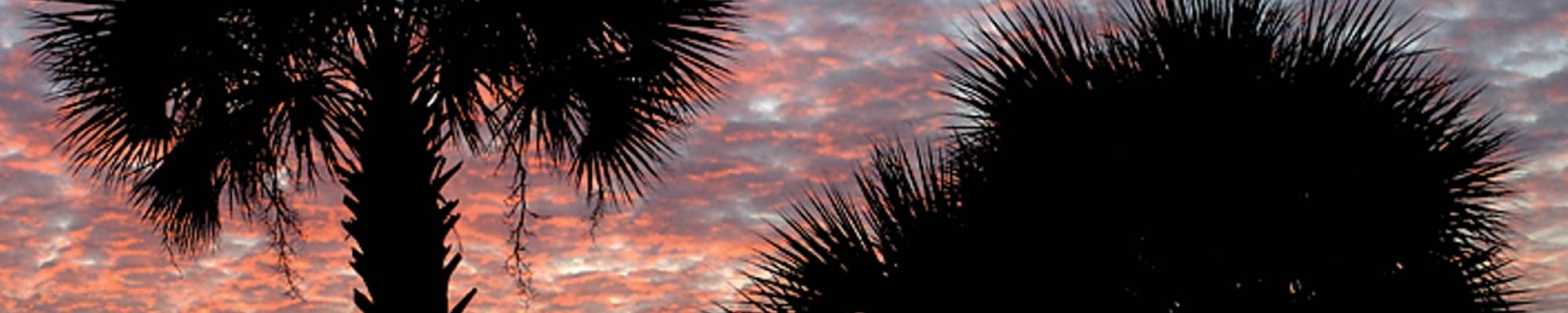 Palmettos